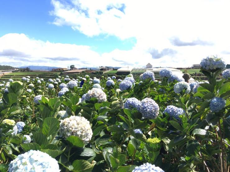 ดอกไฮเดรยเยีย